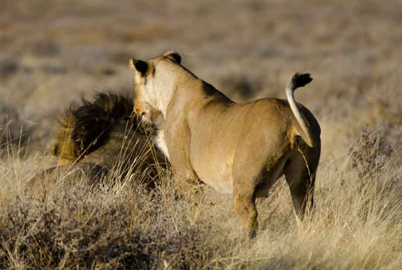 86 - Namibia - leones comiendo - parque nacional de Etosha